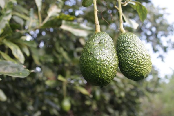 aguacate ecologico